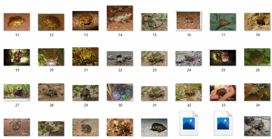 images of Boreal digging frogs