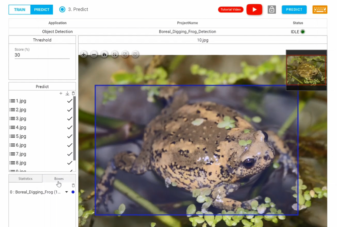 image of frog with prediction box
